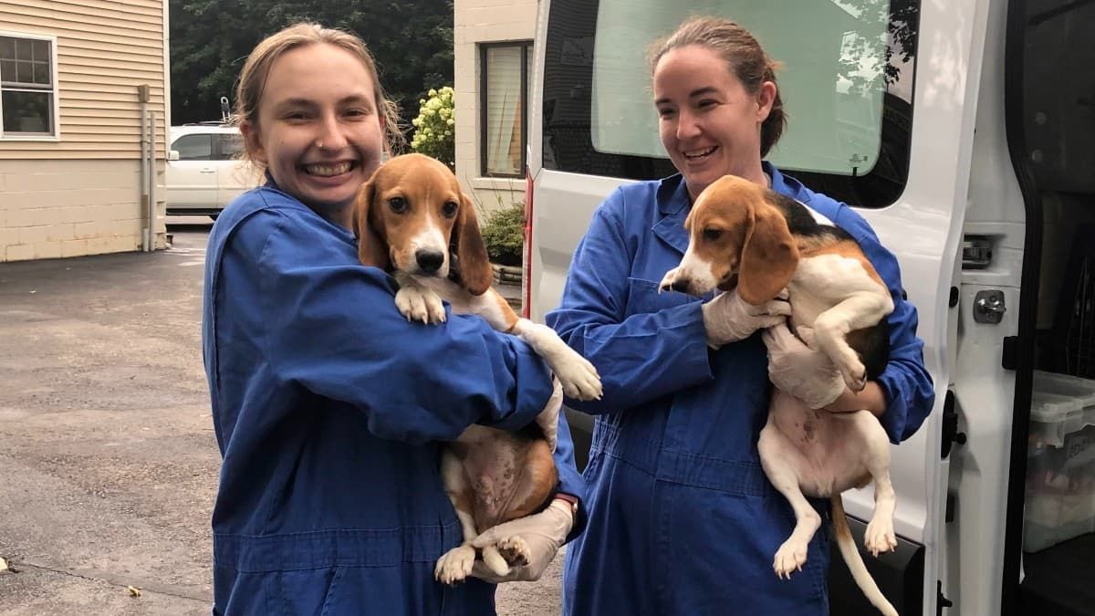 20 Beagles Bred For Research Find New Homes At Local Shelter